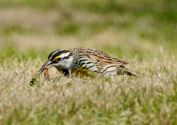 <p>Eastern Meadowlark</p>