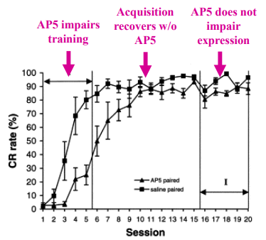 <p>NMDARs are necessary for acquisition but not expression of eyeblink CR when NMDAR antagonist (AP5) is infused into interpositus</p>