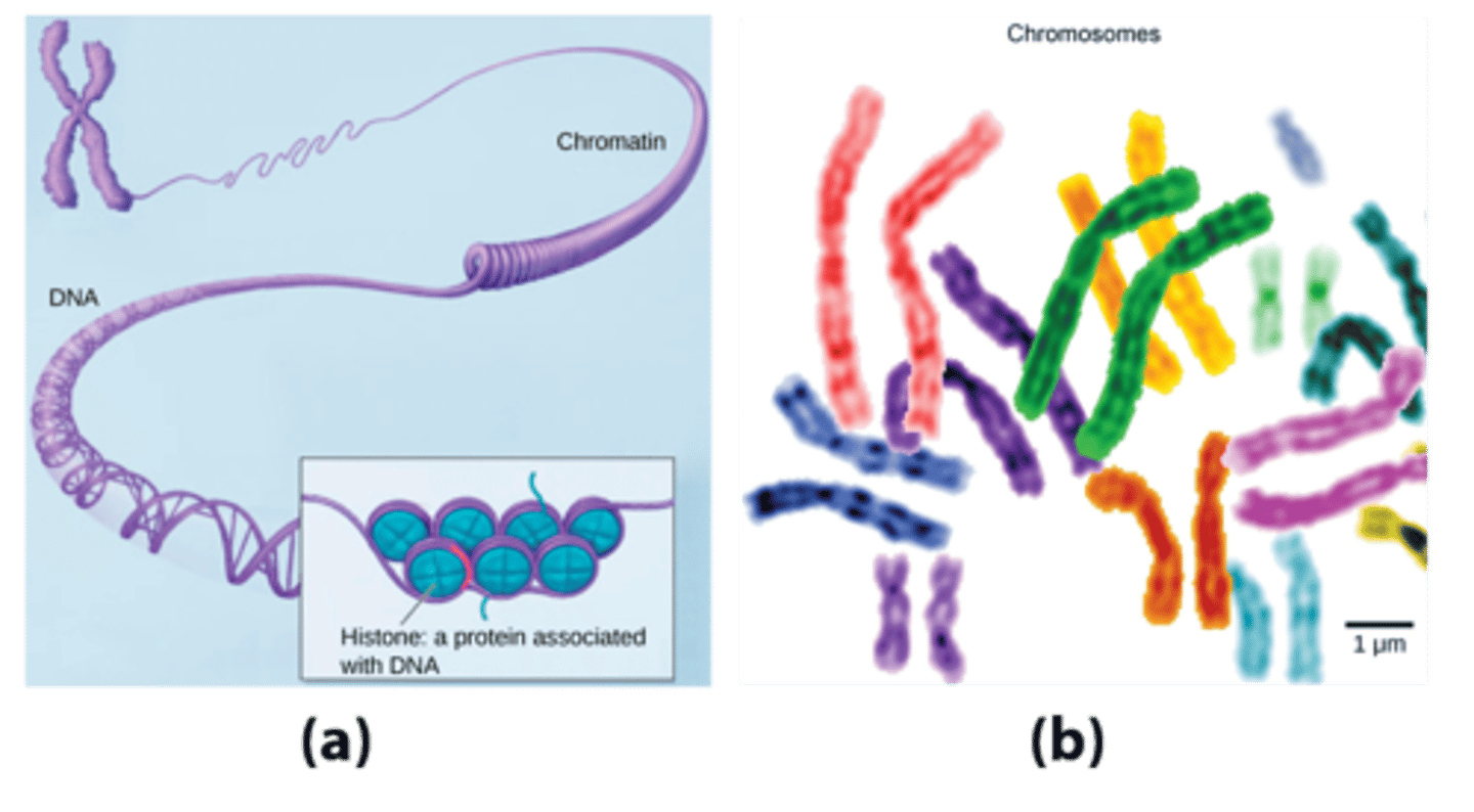 <p>histones</p>
