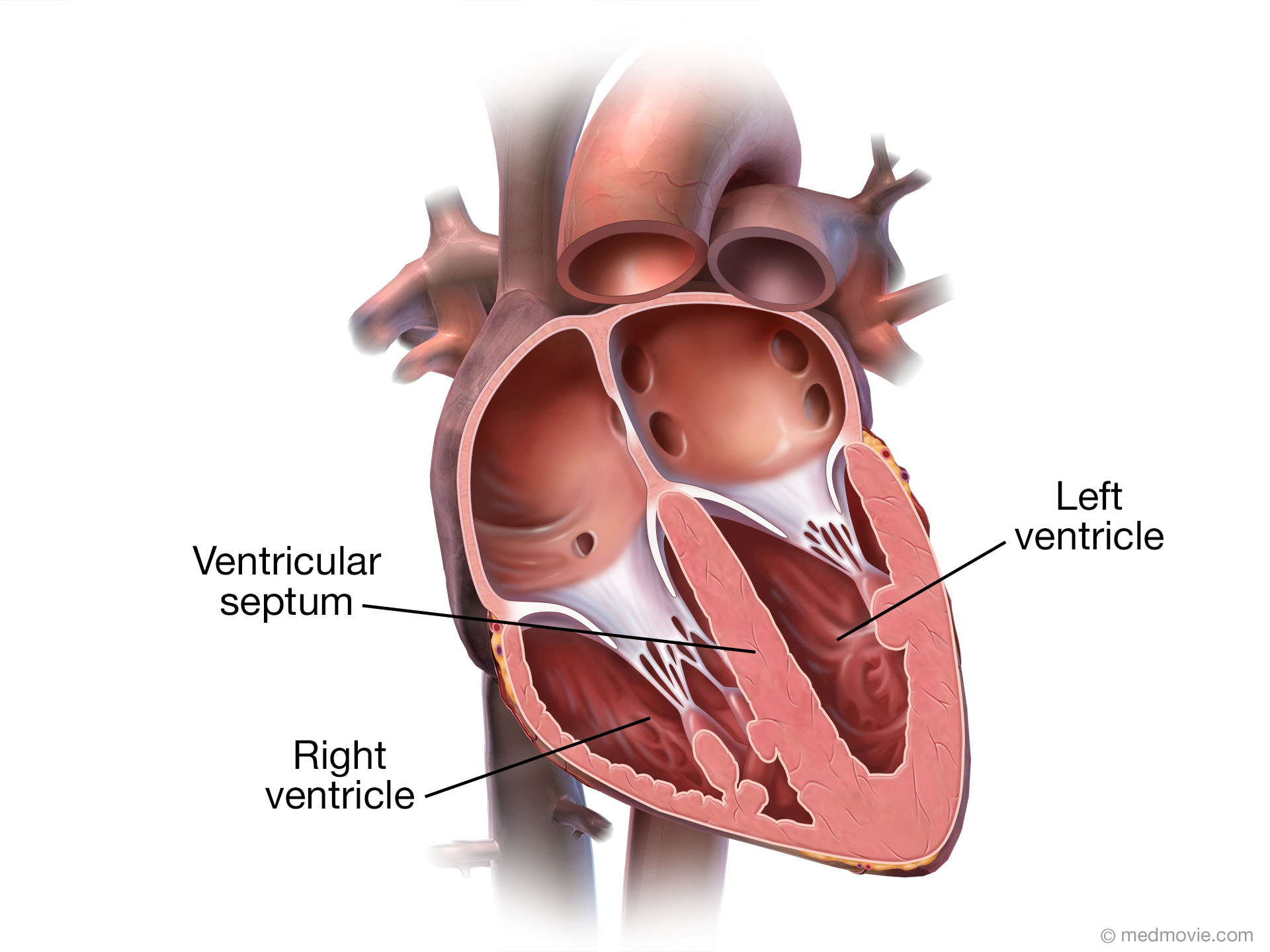 <ul><li><p>Both are larger muscular chambers</p></li><li><p>Pump blood out of the heart</p></li><li><p>Left ventricle has thicker more muscular walls allowing for more powerful contractions so blood is pumped all around the body</p></li><li><p>Right side pumps blood only to the lungs so doesn’t need to be as muscular etc</p></li></ul><p></p>
