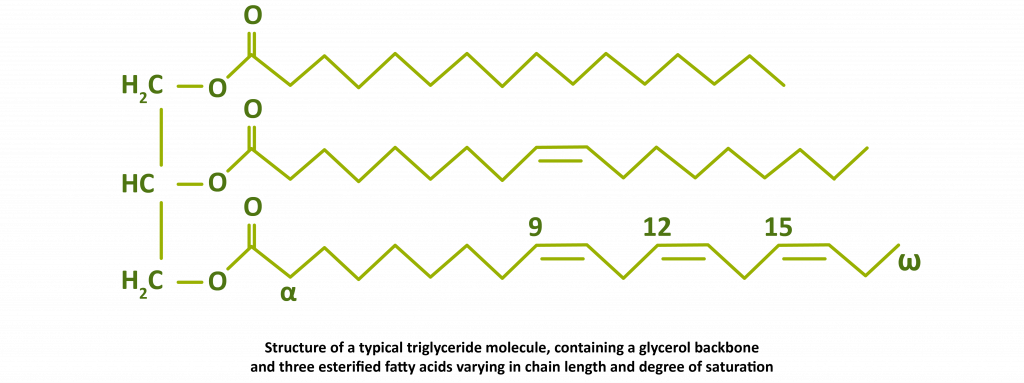 * Glycerol
* 3 fatty acids
  * Methyl group (CH3-)
  * Carbon chain
  * Carboxyl group (COOH)