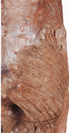 <p>7</p>