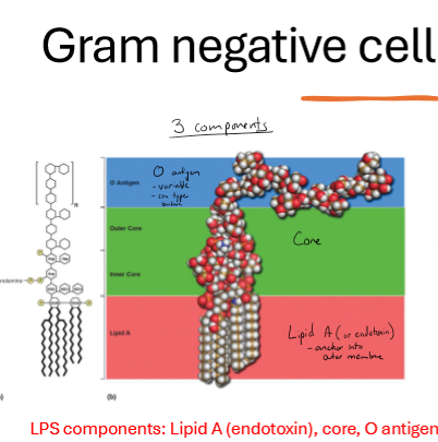 <p>What are the 3 components of the LPS?</p>
