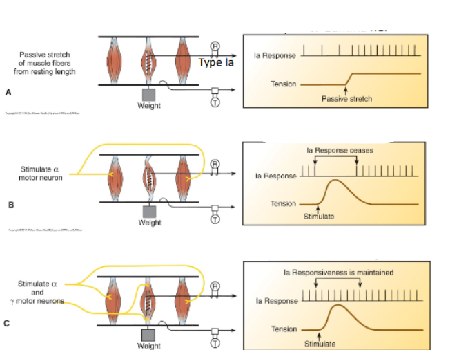 <p><span>Muscle Spindle Apparatus (during a slow contraction)</span></p><p><span>Say whether each graph has alpha nerve, gamma nerve or both</span></p>