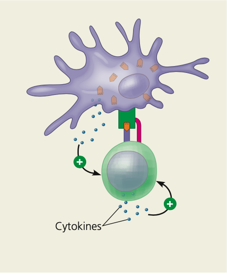 **The central role of helper T cells in humoral and cell-mediated immune responses.**

\

5. Binding of the helper T cell promotes ____ secretion by the antigen-presenting cell
6. These cytokines interact with cytokines from the helper T cell itself, activating the helper T cell
7. The activated helper ______