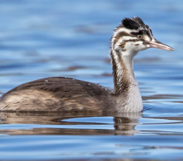 <p>Haubentaucher (männchen ist nur ein bisschen grösser)</p>