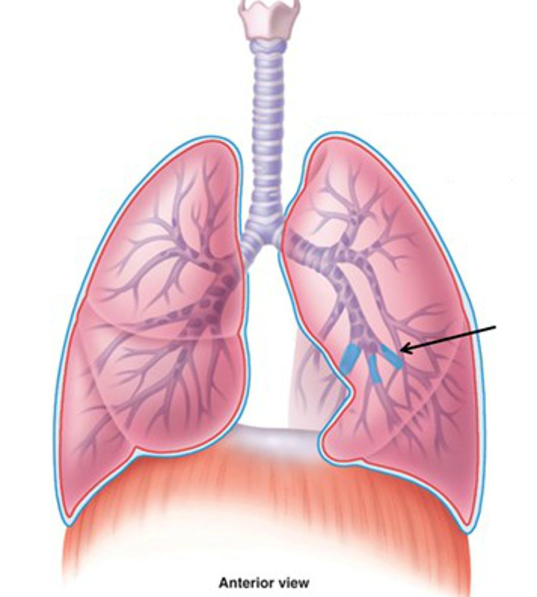 <p>Structure:</p><p>1. Branches of narrower tubes.</p><p>2. Smooth muscle and elastin walls.</p><p>Function:</p><p>1. Connects to bronchioles.</p><p>2. Holds the airways open to maintain airflow.</p>