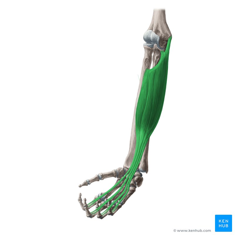 <p>Function: Flexion of phalanges 2-5, flexion of wrist</p><p>Exercise: Wrist curls</p><p>Stretch: Wall palm stretch</p>