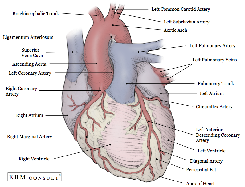 <p> External Surface of the Heart (Part #1)</p>