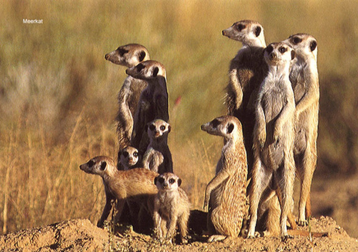 <p>Family?</p>