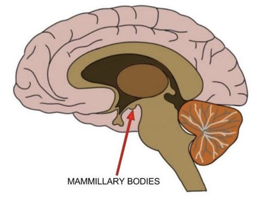 <p>mammillary bodies</p>