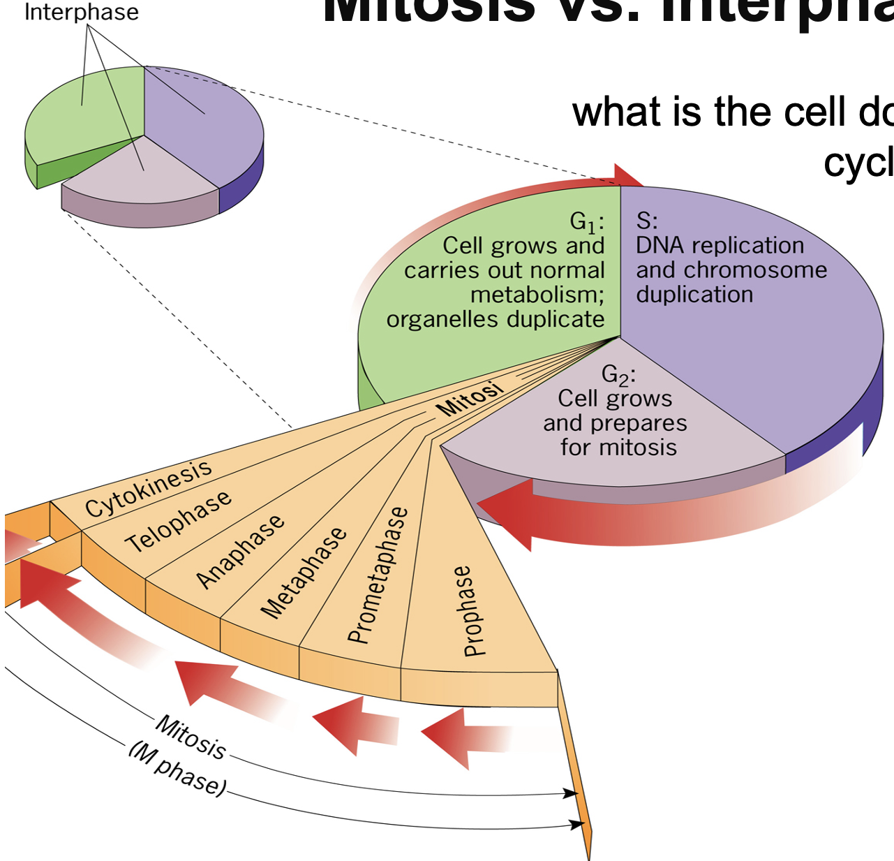 <p>Interphase:</p><ul><li><p>G1: Cell grows and carriers out normal metabolism; organelles duplicate - is also carrying out cue, sensing environment for prep to divide&nbsp;</p></li><li><p>S: DNA replication and chromosome duplication - once DNA fully replicated</p></li><li><p>G2: Cells grows and prepares for mitosis - replicated organelles, sense DNA synthesis, replication/ quality of replication.</p></li></ul><p>Mitosis: Small steps for cell separation - Prophase, prometaphase, metaphase, anaphase, telophase, cytokinesis</p><p></p>