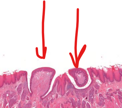 <p>structure</p>