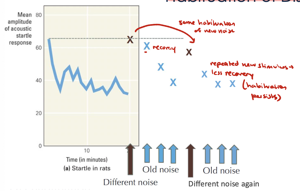 <ul><li><p>Repeated application of the dishabituating stimulus → amount of dishabituation decreases</p><ul><li><p>You “habituate“ to the “dishabituating stimulus“ so that your original response doesn’t recover as much</p></li><li><p>If you present the different noise multiple times, it will gradually lead to less recovery of the initial response</p></li></ul></li></ul><p></p>