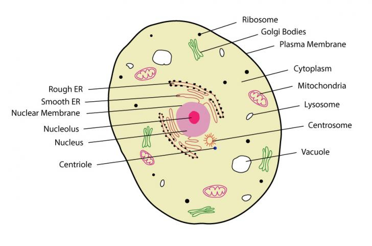 <ul><li><p>Multiple linear chromosomes </p></li><li><p>DNA is wrapped around proteins called histones </p></li><li><p>Do not contain plasmids </p></li></ul><p></p>