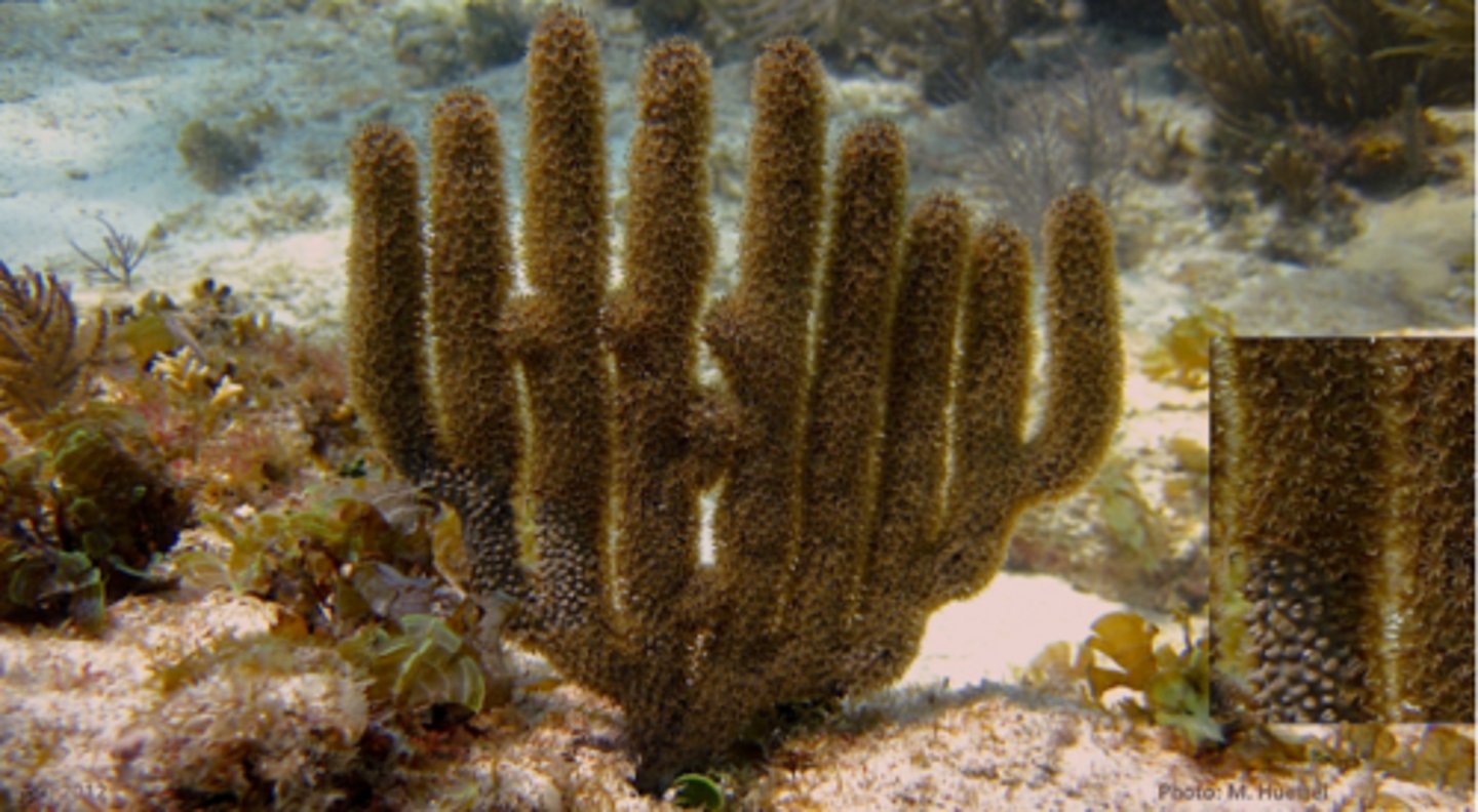 <p>Eusmilia fastigiata</p>