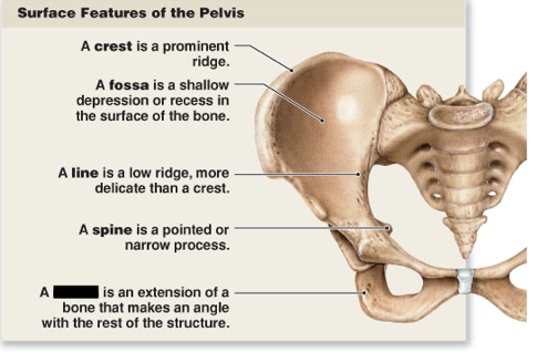 <p>this is the main surface features of the pelvis, what is this?</p>