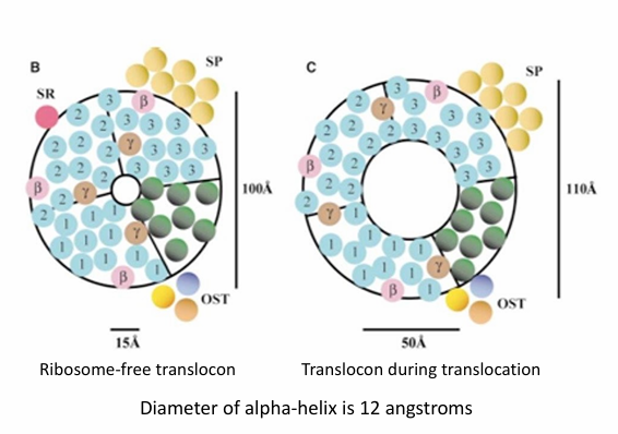 <ul><li><p>Comprised of many transmembrane a-helices forming the wall&nbsp;</p></li><li><p>Inner circle is the inner diameter of the translocon&nbsp;</p></li><li><p>When no ribosome present, the opening is narrow (15Å)&nbsp;</p></li><li><p>When ribosome is attached, the open conformation is adopted</p><ul><li><p>Nascent protein goes through&nbsp;</p></li><li><p>opening widens to 50Å in diameter</p></li></ul></li></ul><p></p>