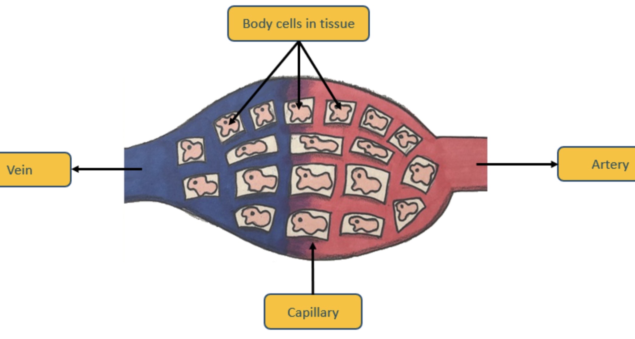 <p><span><span>Capillaries have a large surface area and form a dense capillary network. They are only 1 cell thick to allow fast exchange of substances between the blood and body tissues.</span></span></p>