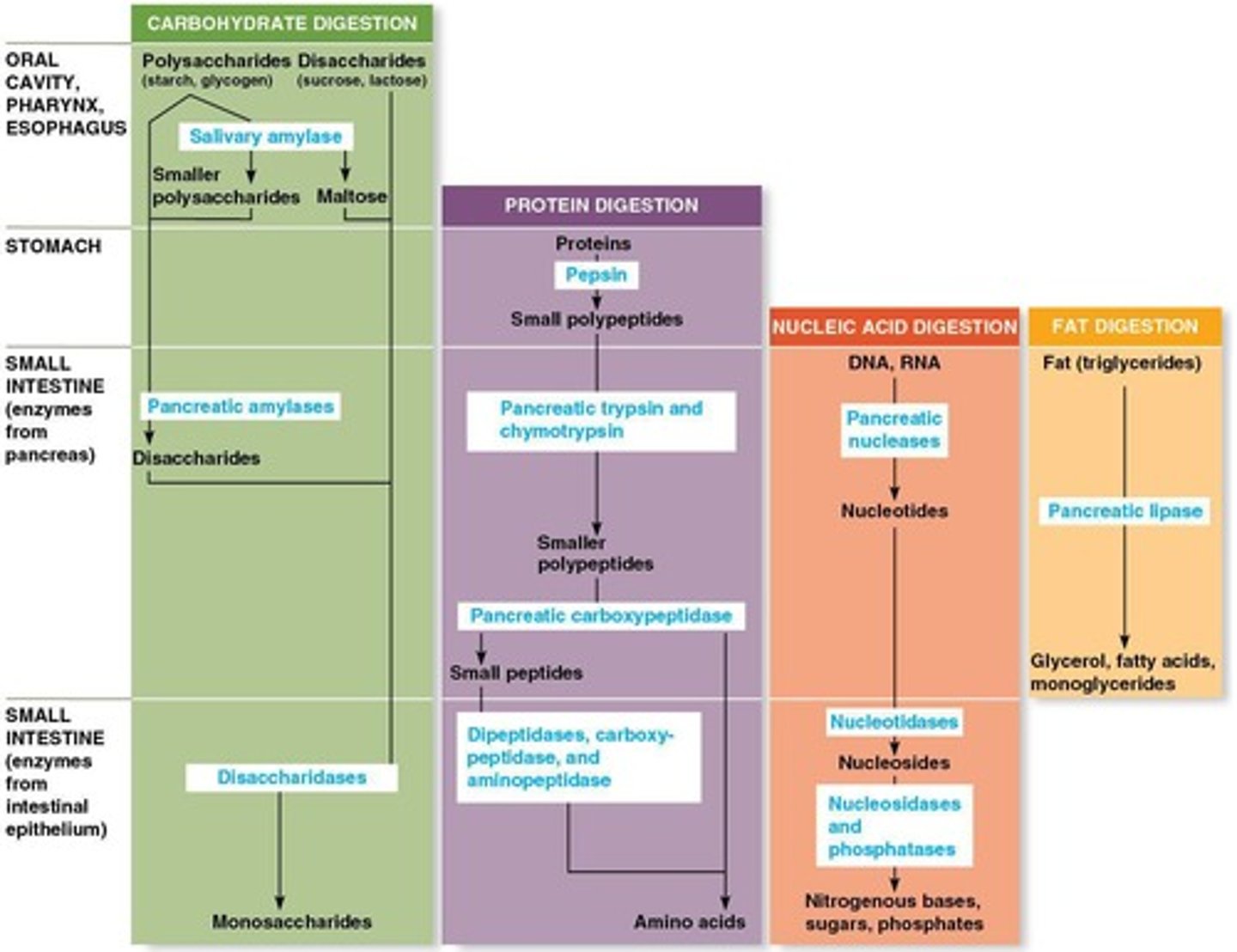 <p>The pancreas produces enzymes that digest proteins, lipids, carbohydrates, and nucleic acids.</p>