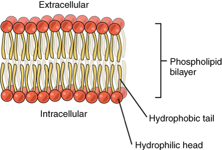 <ul><li><p>When water is in(intracellular) and out(extracellular)of cells, the hydrophobic tails move inwards and the hydrophyllic heads move outwards forming a double layer called a bilayer, making cell membranes.</p></li></ul><ul><li><p>The center is hydrophobic so water soluble molecules can’t easily enter, creating a barrier separating solutions and creating different conditions either side of the membrane</p></li><li><p>This structure allows the phospholipid to form glycolipids by combining w carbohydrates within the cell-surface membrane. Glycolipids are important in cell recognition</p></li></ul><p></p>