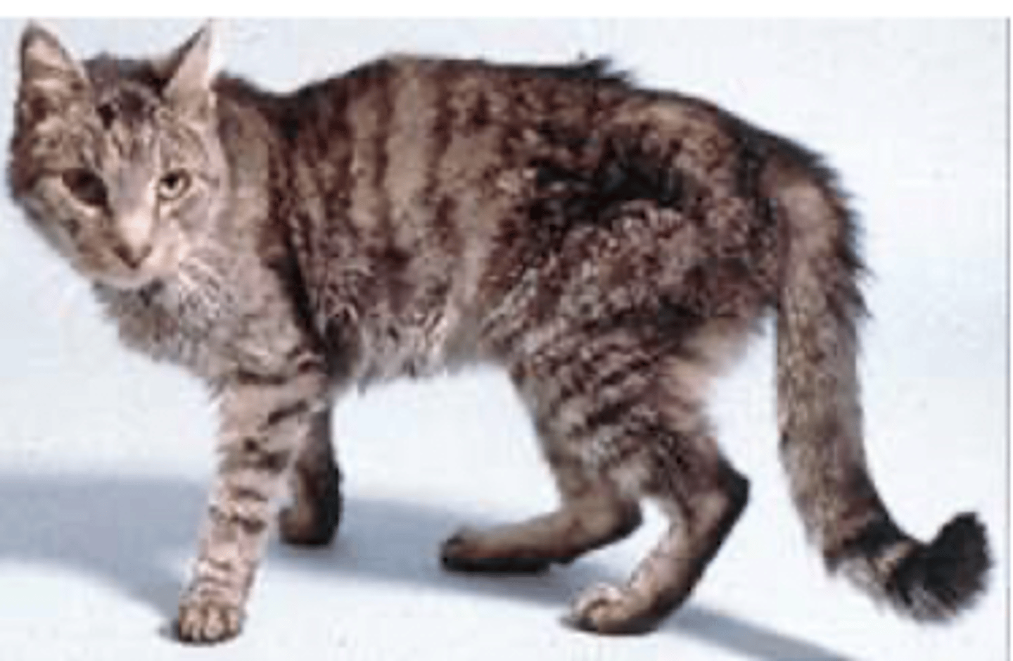 <p>está aumentando, porque:</p><p>- ↑ población felina</p><p>- ↑ longevidad de gatos</p><p>- influencia de alimentación, sustancias ambientales</p><p>- mejor conocimiento de la enfermedad</p><p>- avance de técnicas diagnósticas</p>
