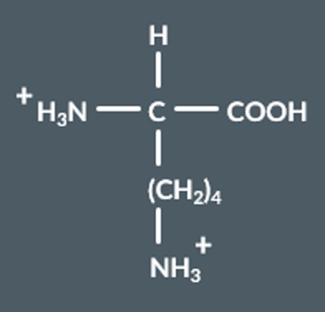 <p>NH₂ groups gain a proton, become NH₃⁺</p>
