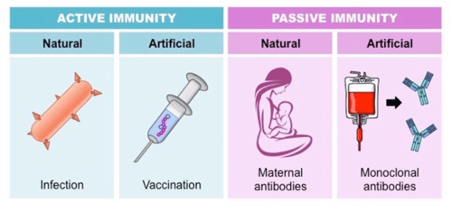 <p>Natural Immunity: Acquired through natural infection.<br>Artificial Immunity: Acquired through vaccination or deliberate exposure to antigens.</p>