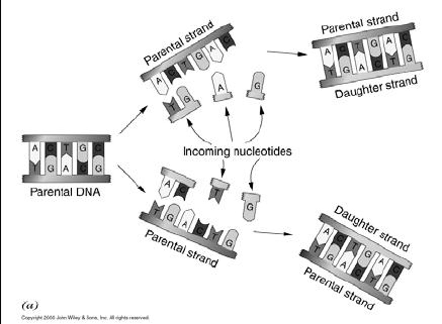 <p>WHAT unwinds DNA and creates a replication fork.</p>