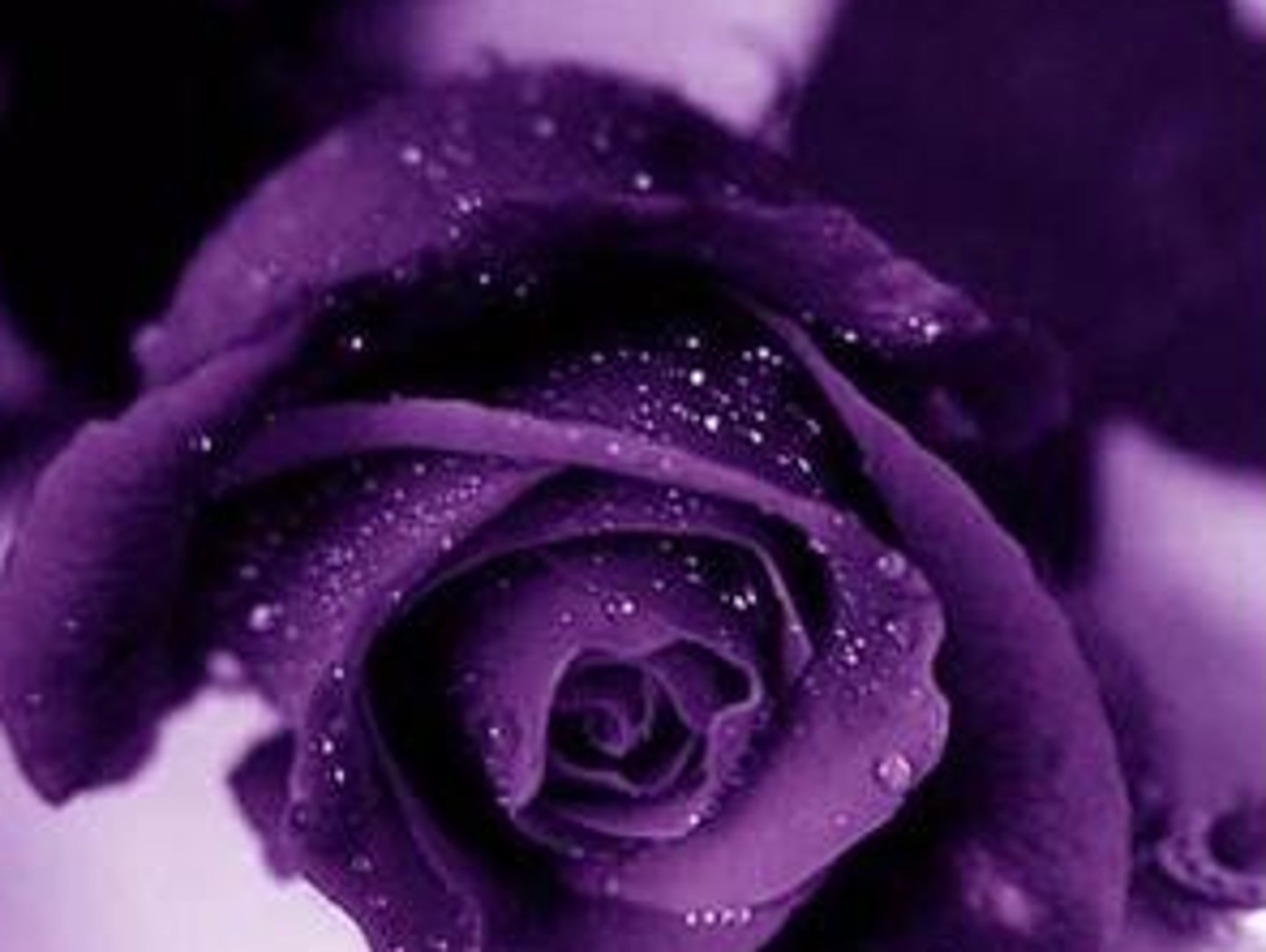 <p>Purple</p>