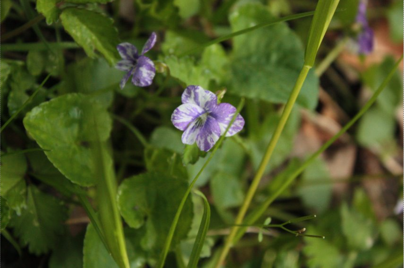 <p>A perennial wildflower recognized for its soft, hairy leaves and vibrant blue-purple flowers, often found in moist, wooded environments. variety of common blue violet</p>