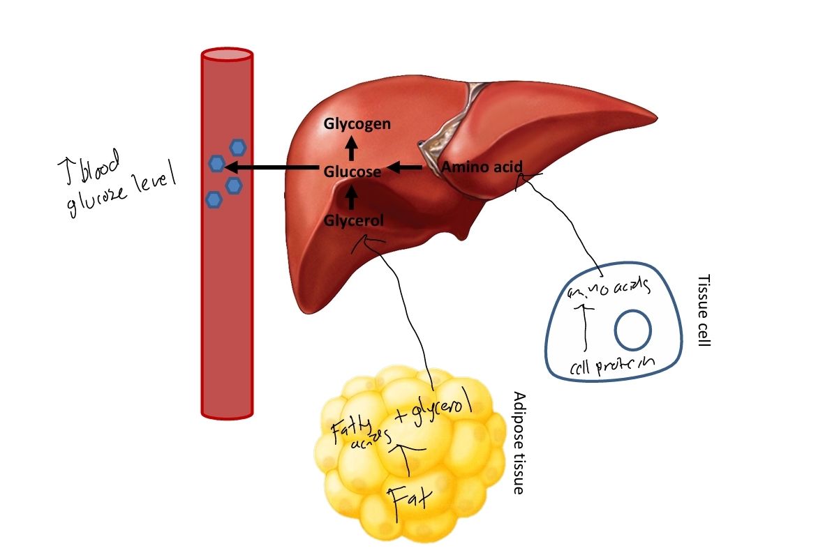 <p>Can lead to hyperglycemia and eventually diabetes</p><ol><li><p>Increases glycogen synthesis</p></li><li><p>Protein catabolism/breakdown of proteins</p></li><li><p>increases gluconeogenesis (make new glucose from aa+glycerol)</p></li></ol><p>Can lead to hypertension, infection/disease, and infertility</p><ol start="4"><li><p>Insulin resistance</p></li><li><p>Fat deposition around abdomen</p></li><li><p>Increase in blood pressure</p></li><li><p>Suppresses immune system</p></li><li><p>Suppresses reproductive system (decrease in testosterone from testes)</p></li></ol><p></p>