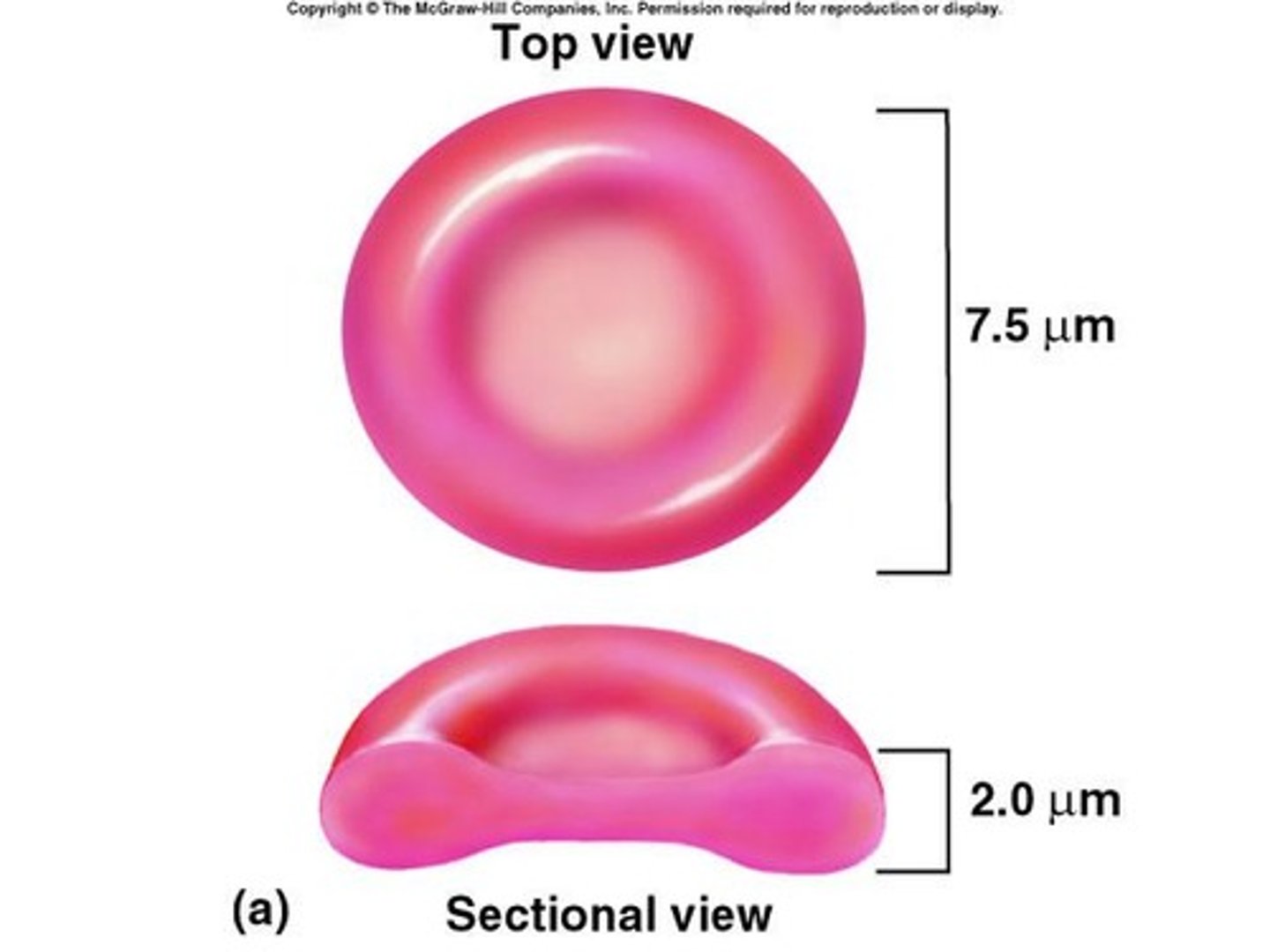 <p>Red blood cells, transport O2 and CO2.</p>