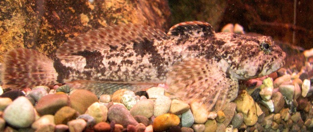 <p>Mottled Sculpin; large pectoral fins, mottled coloration, lacks true scales.</p>