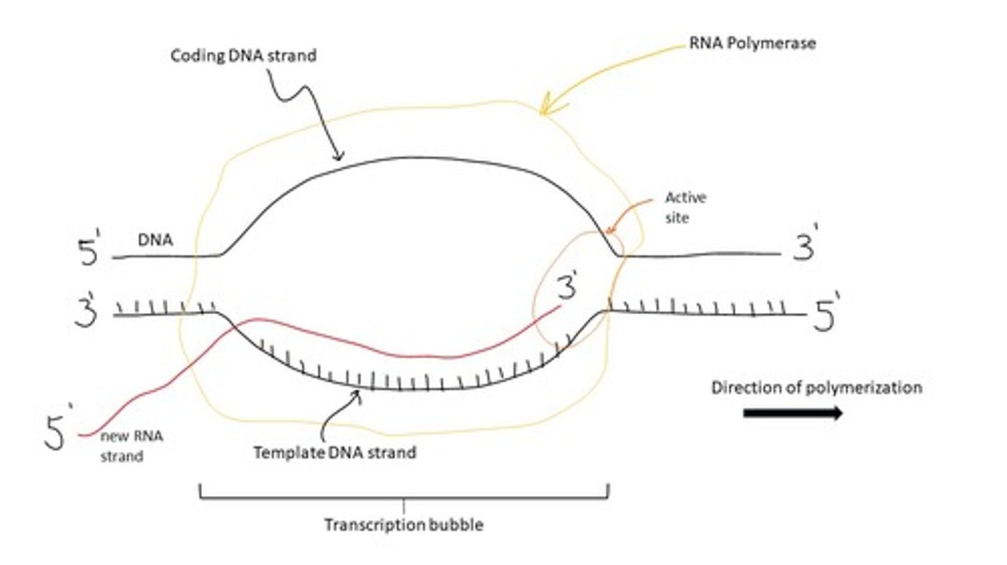 <p>transcription bubble</p>