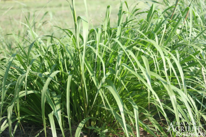 Eastern Gamagrass