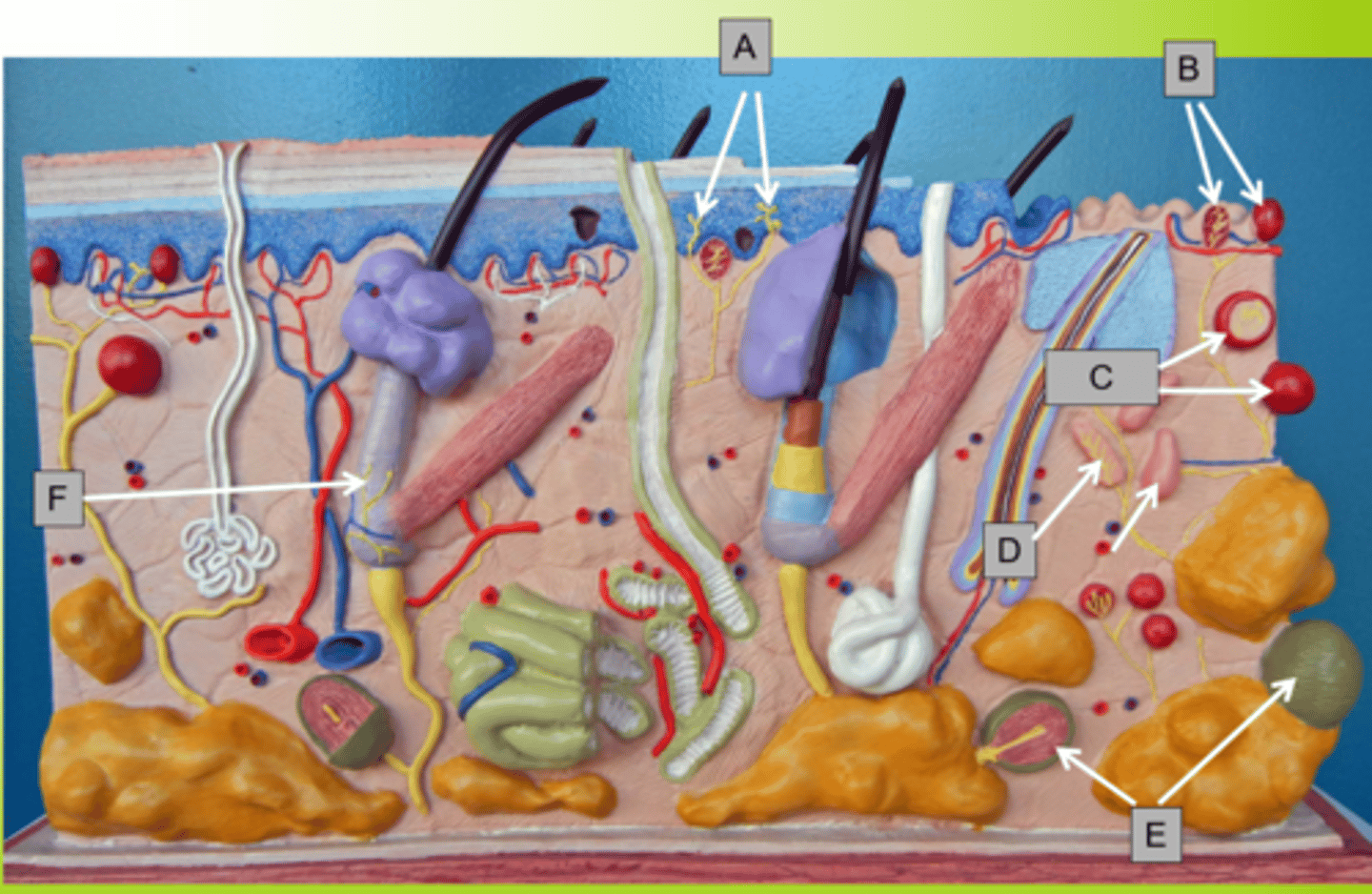 <p>What is the arrow of the letter F pointing to?</p>