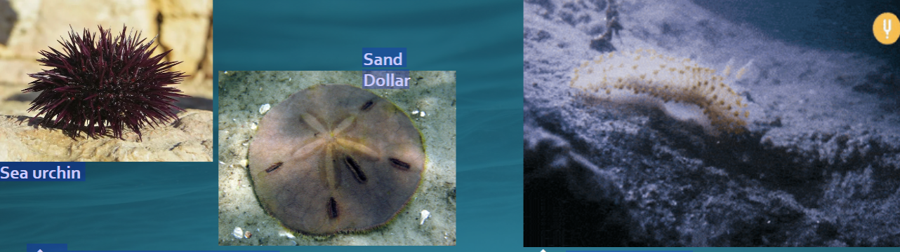 <p>Phylum Echinodermata:<strong> Subphylum Echinozo</strong></p><img src="https://knowt-user-attachments.s3.amazonaws.com/ff1089c4-f120-4f35-8d10-5b06730f4bc1.png" data-width="100%" data-align="center" alt="knowt flashcard image"><p></p>