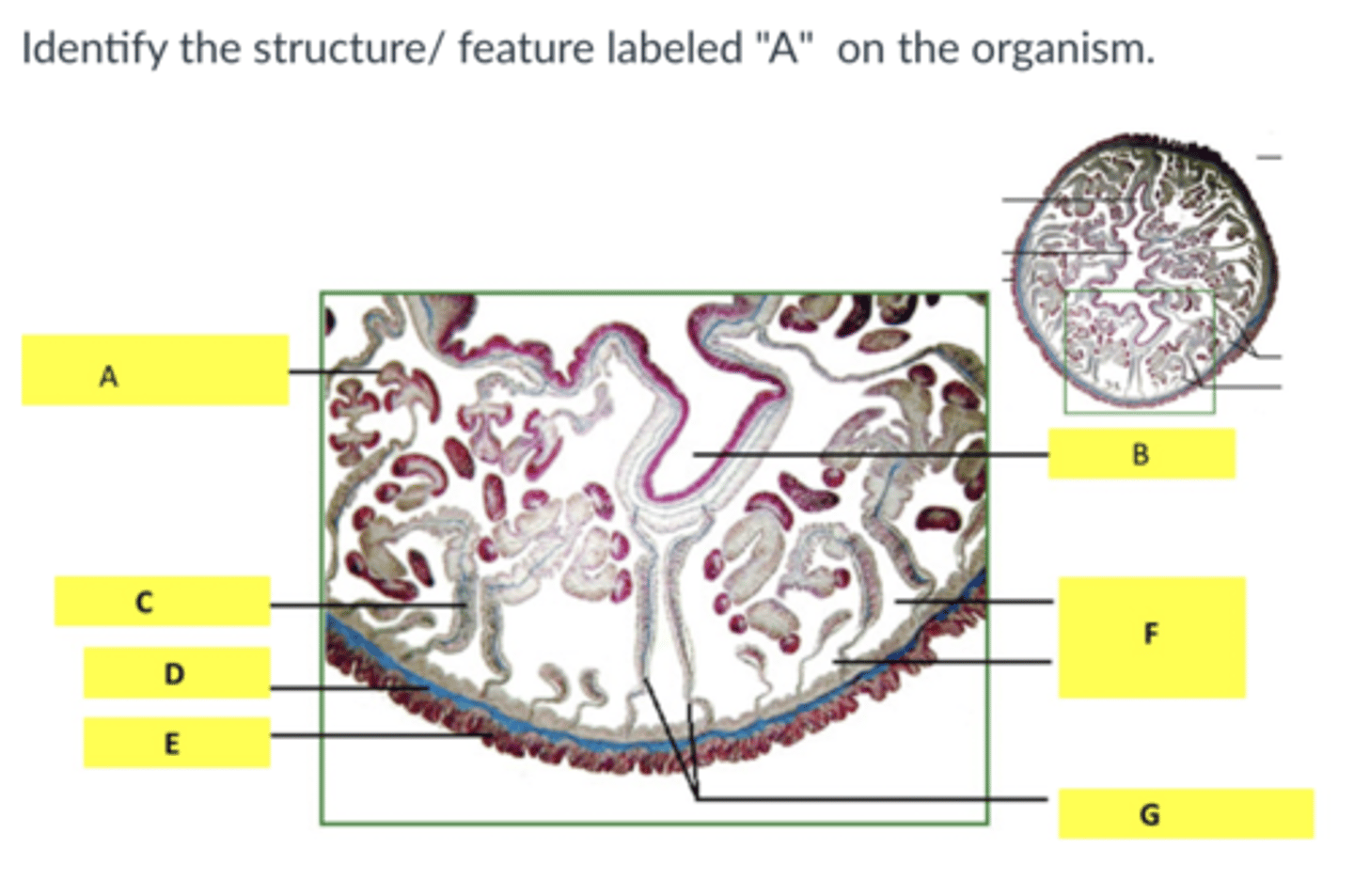knowt flashcard image