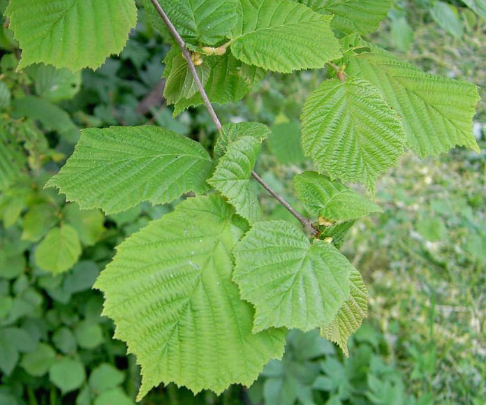 <p>Corylus avellana </p>