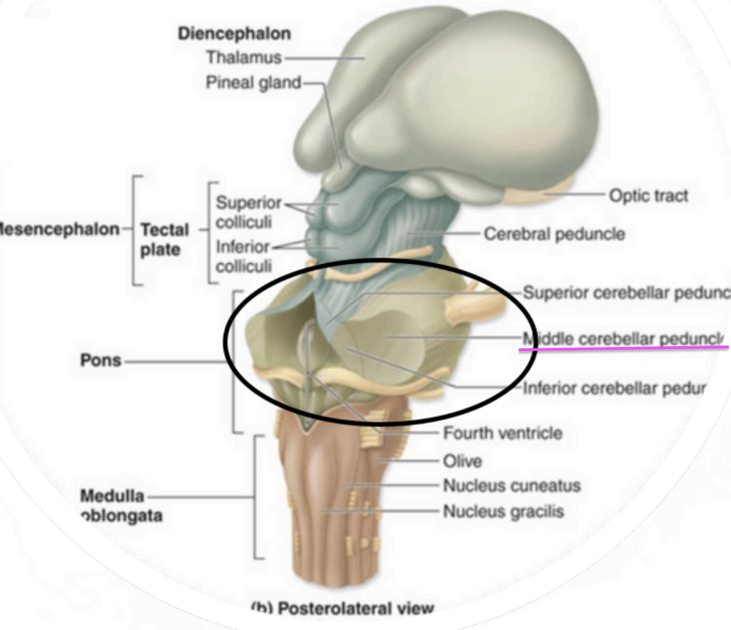 <p>Metencephalon  - <strong>Middle Cerebellar Peduncles</strong></p>