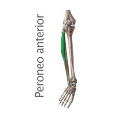 <p>O Peroneo anterior</p>