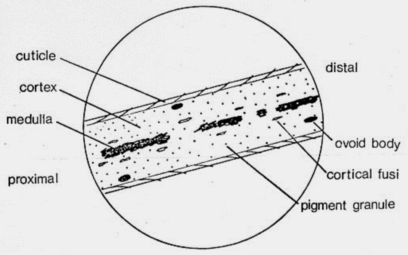 <p>Cuticle</p><p>Cortex</p><p>Medulla</p><p>Cortical Fusi</p><p>Ovoid bodies</p><p>Pigment Granules</p>