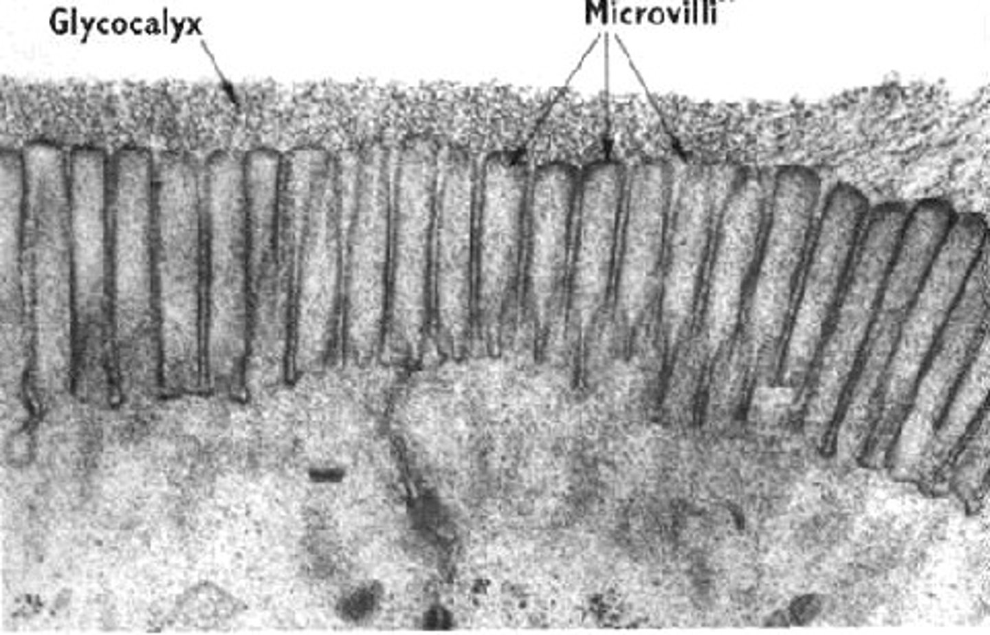 <p>Tiny projections on the surface of intestinal cells that further increase surface area.</p>