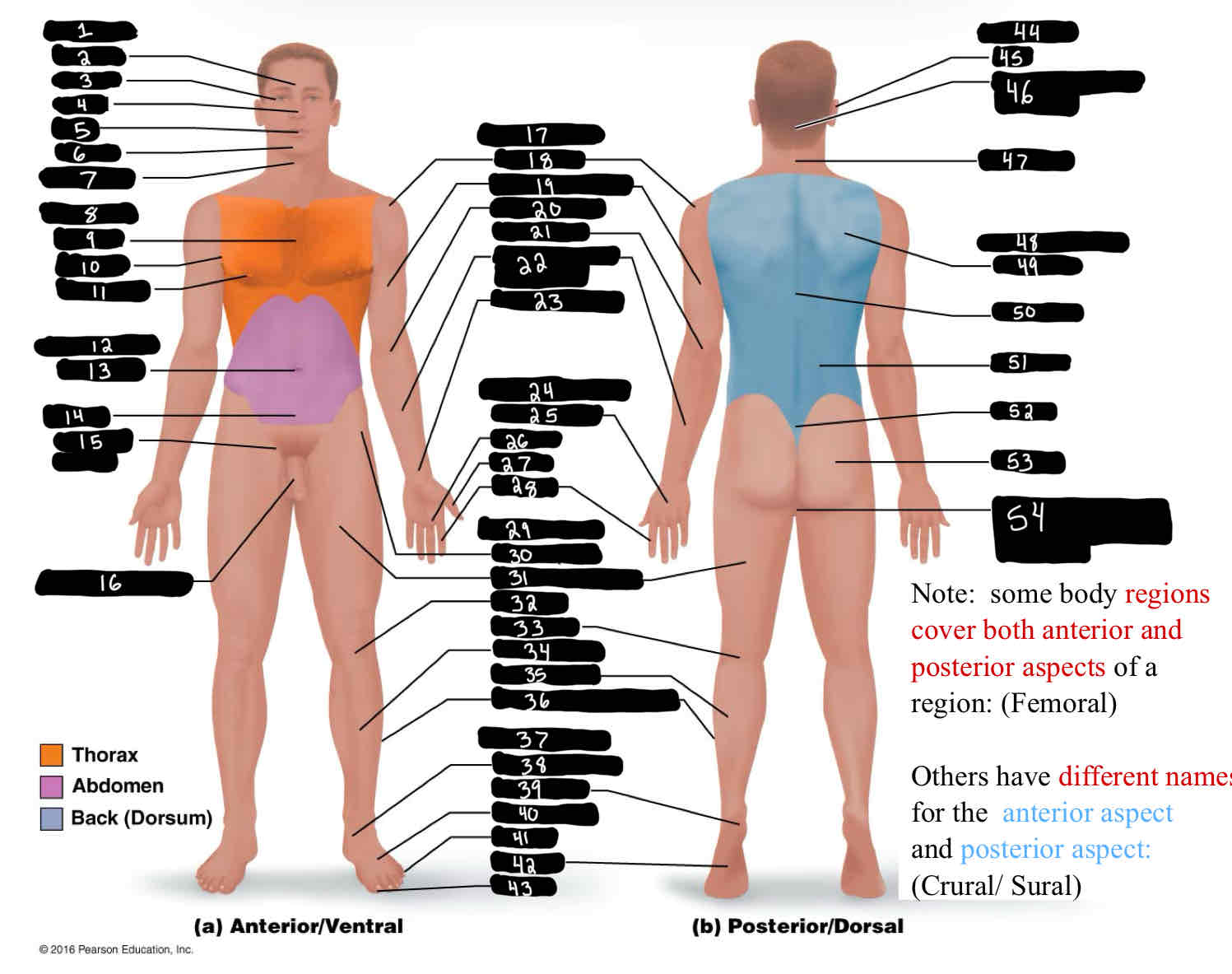 <p>Acromial</p>