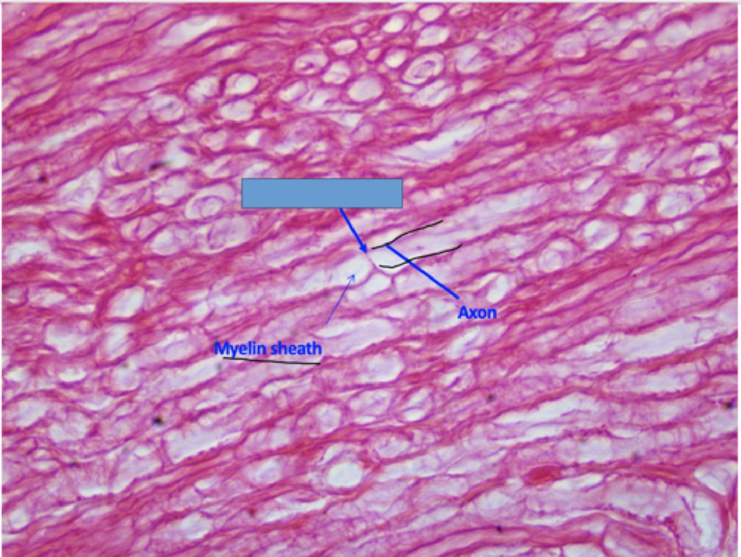 <p>Identify the structure</p>