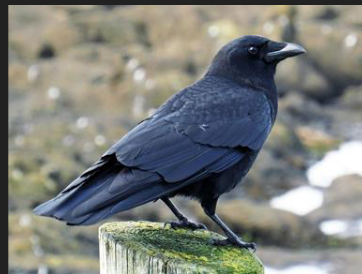 <p>What is the scientific name of this species</p>