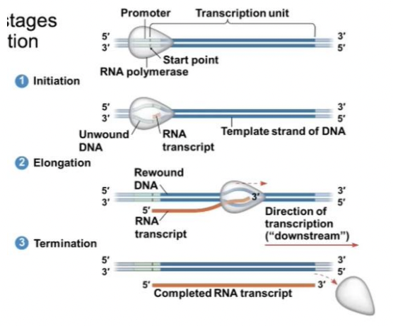 <p>Initiation, Elongation, &amp; Termination</p>