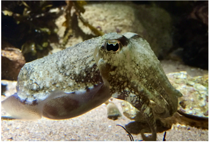<p>What phylum or class does this animal belong to, and what is its mode of feeding?</p>