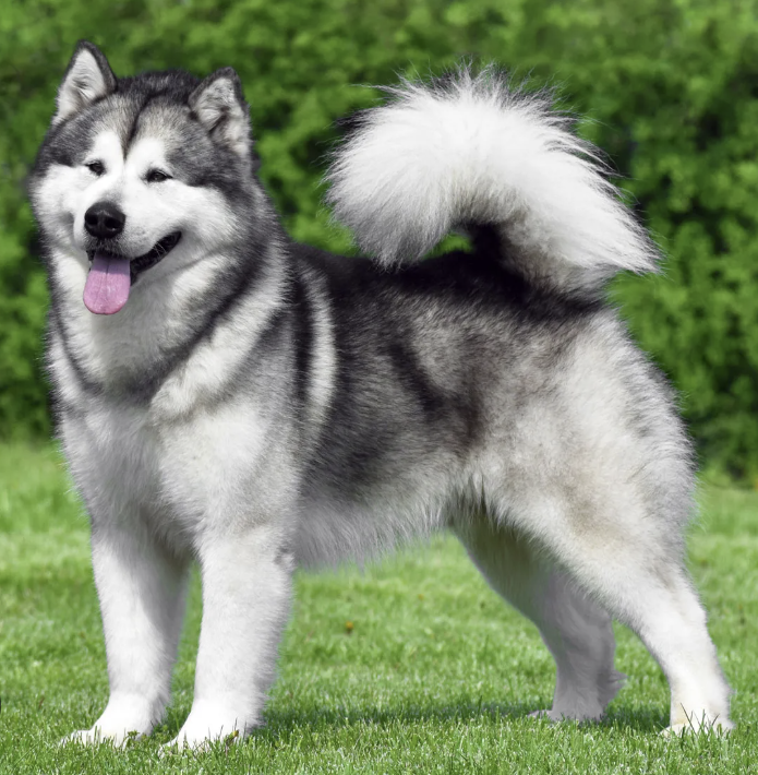 <ul><li><p>Working: Pulling category </p></li><li><p>never have blue eyes, only brown (unlike huskies) </p></li><li><p>also, much larger and blockier than huskies </p></li></ul><p></p>